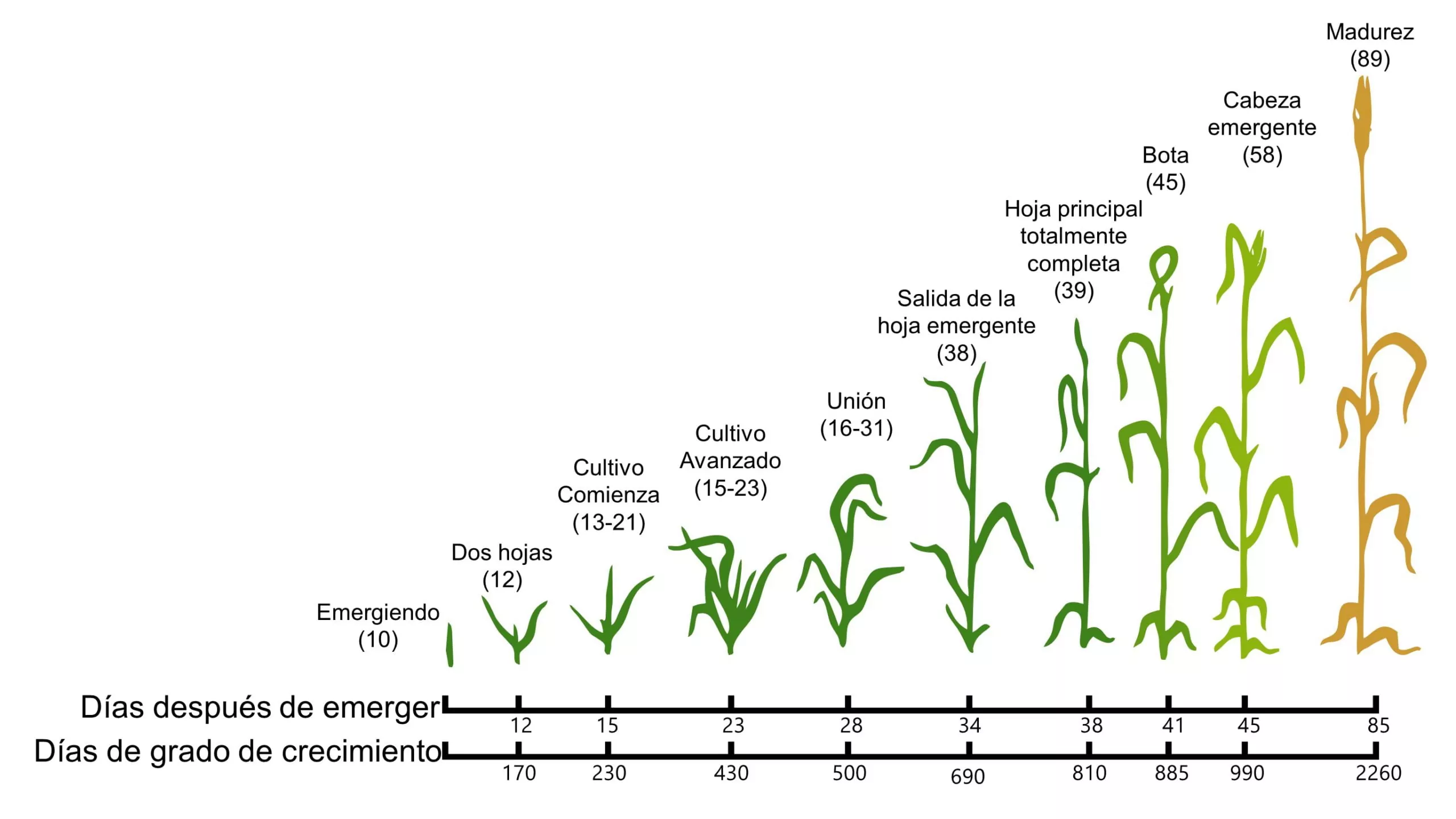 Barley Stages es 2 scaled 1