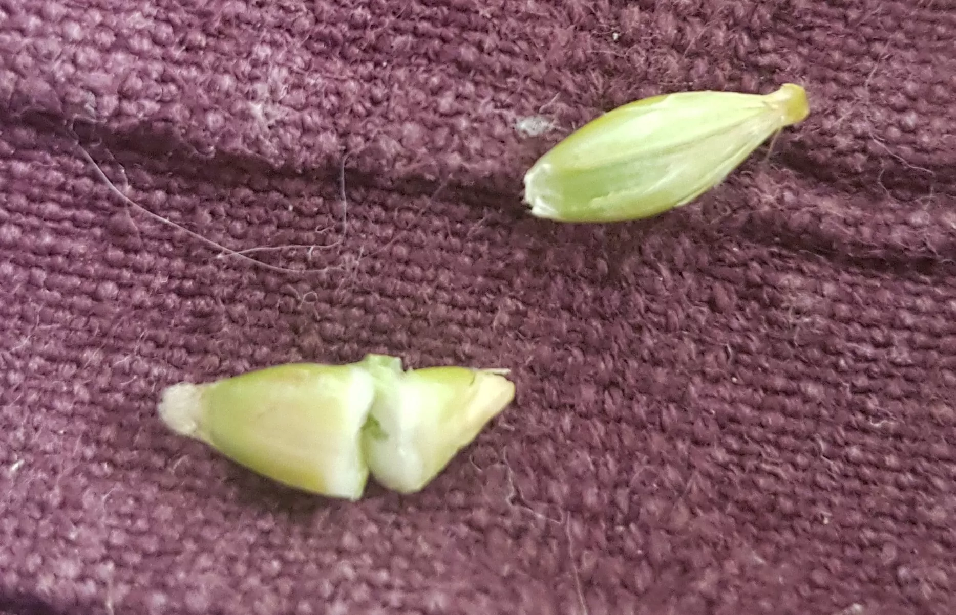 Medium dough purple cropped