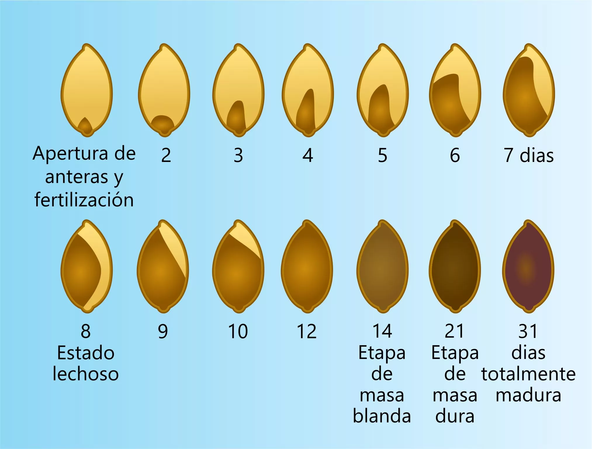 barley grain stages es