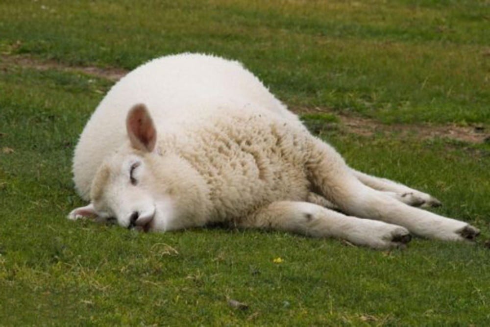 sheep animal sacrifice